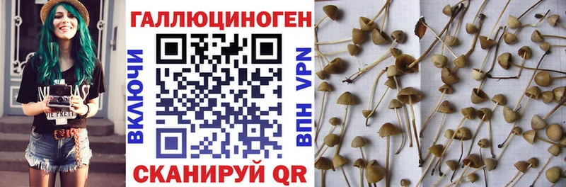 даркнет сайт  Жердевка  blacksprut как войти  Псилоцибиновые грибы мицелий 